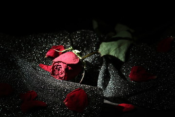 枯れた薔薇 dead rose 1