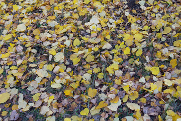 Grass, yellow leaves on the ground