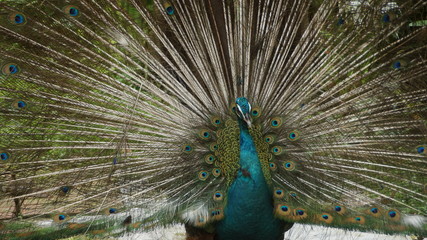 Obraz premium The Indian peafowl or blue peafowl, a large and brightly coloured bird, is a species of peafowl native to South Asia, but introduced in many other parts of the world