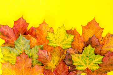 Naklejka na ściany i meble Creative autumn layout of maple leaves on bright background