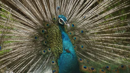 Fotobehang The Indian peafowl or blue peafowl, a large and brightly coloured bird, is a species of peafowl native to South Asia, but introduced in many other parts of the world © craigansibin