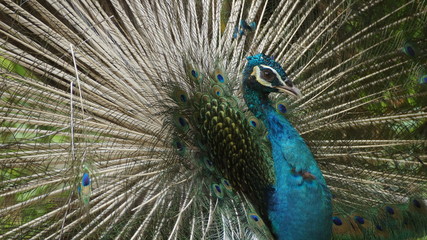 Obraz premium The Indian peafowl or blue peafowl, a large and brightly coloured bird, is a species of peafowl native to South Asia, but introduced in many other parts of the world