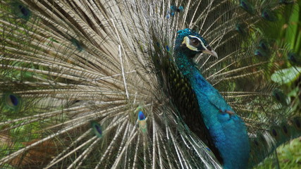 The Indian peafowl or blue peafowl, a large and brightly coloured bird, is a species of peafowl native to South Asia, but introduced in many other parts of the world
