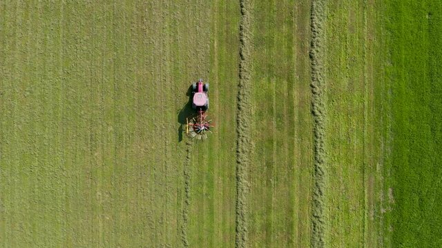 Red tractor windrowing hay, top down aerial view