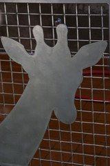 giraffe 11