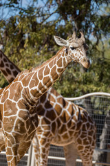 giraffe 10