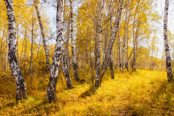 Beautiful autumn forest with different trees