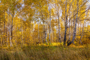 Beautiful autumn forest with different trees
