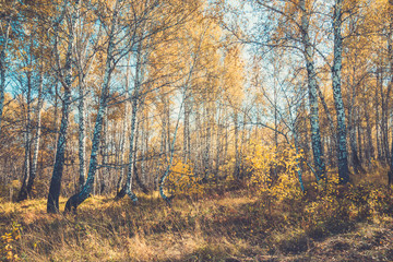 Beautiful autumn forest with different trees