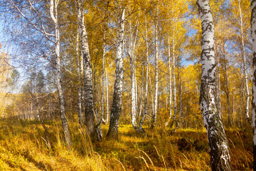 Beautiful autumn forest with different trees