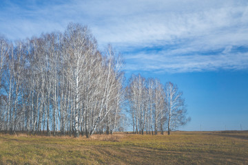 Autumn field with old dry grass and dirty roads