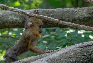 Cute Face on a Baby Mandrill Monkey in a Tree