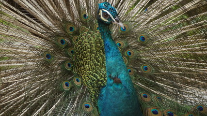 Obraz premium The Indian peafowl or blue peafowl, a large and brightly coloured bird, is a species of peafowl native to South Asia, but introduced in many other parts of the world