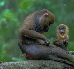 Colorful Faces on a Mother and Baby Mandrill in a Tree
