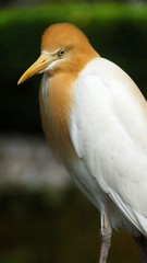 The cattle egret is a cosmopolitan species of heron found in the tropics, subtropics and warm temperate zones. It is the only member of the monotypic genus Bubulcus