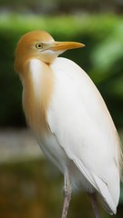 The cattle egret is a cosmopolitan species of heron found in the tropics, subtropics and warm temperate zones. It is the only member of the monotypic genus Bubulcus
