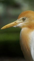 The cattle egret is a cosmopolitan species of heron found in the tropics, subtropics and warm temperate zones. It is the only member of the monotypic genus Bubulcus