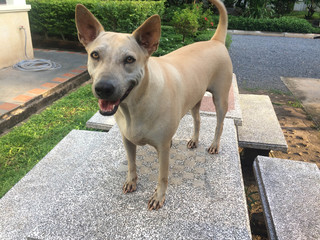 dog on table