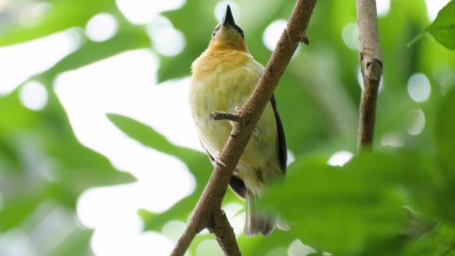 Close up shot of female black-necked weaver sitting on branch looking around