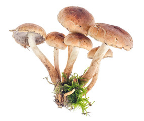 Autumn wild forest mushrooms