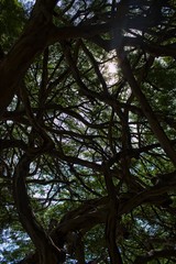 Obraz premium sunshine in the branchs trees