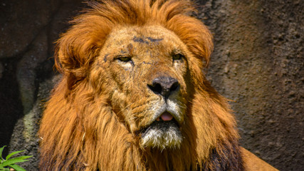 Animals in their Habitat