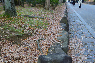 歩道横の並木の下に落ち葉が溜まっている晩秋の風景