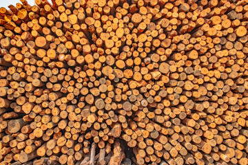 Mangrove wood as raw material for charcoal.