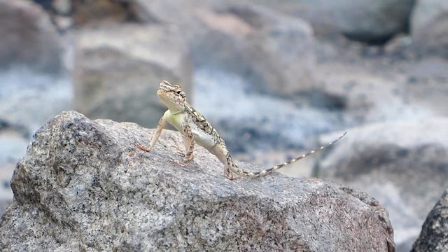 Lezard on the stone in India, Hampi.