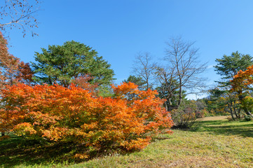 【青森県青森市八甲田山】秋の八甲田山中萱野茶屋高原は紅葉真っ盛り。茶屋のお茶を飲むと死ぬまで生きるという。