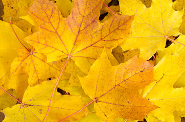 Naklejka na ściany i meble Yellow autumn maple leaves on wooden table