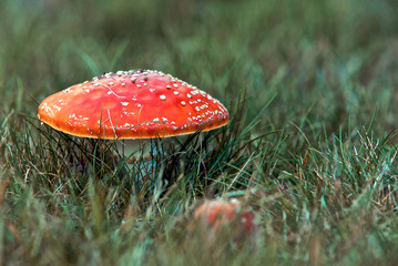 Bright Red Mushroom