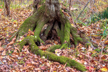 Obraz premium Roots of a tree in the forest on the background of autumn leaves
