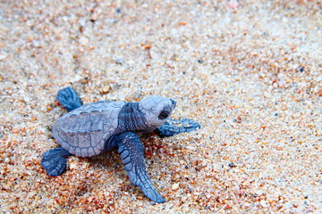tortuga, naturaleza, mar, arena. playa