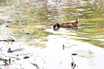 Duck swimming for food.