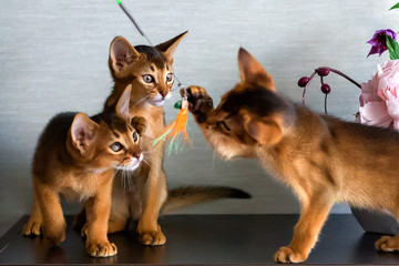 red Abyssinian kittens are funny and cheerful