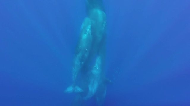 Sperm whales, Indian Ocean, Mauritius.