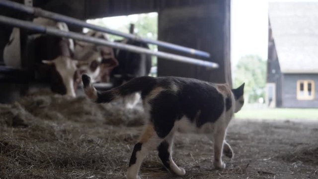 Slow Motion Footage of a Farm Cat Moving Through Hay, Next to a Herd of Cows