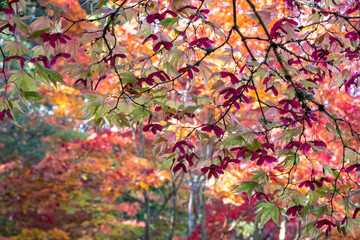 Vibrant fall color in a Japanese garden, Japanese maple leaves and branches back lit by the sun
