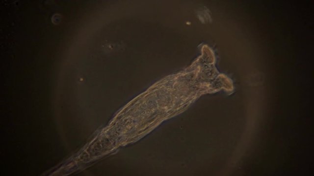 A microscopic view of a rotifer in phase contrast lighting. The pumping action of the heart and motion of its mouth are clearly seen.
