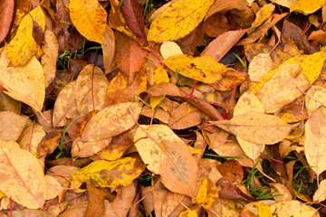 A lot of yellowed leaves on the ground. Background of fallen leaves. The concept of the onset of autumn
