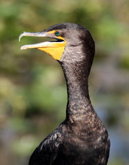 A close up of a Cormorant