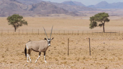 Oryx in Namibia desert