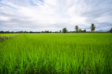 Fototapeta premium Green rice field in a cloudy day