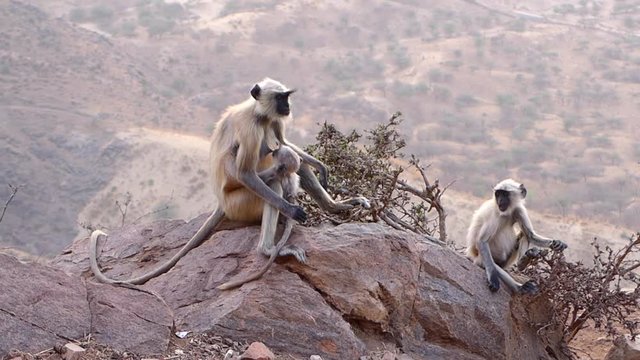 Monkeys family in India in Pushkar. 
The northern plains gray langur (Semnopithecus entellus) is a species of primate in the family Cercopithecidae.