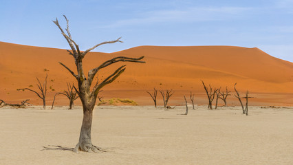 Fototapeta na wymiar Trees and dunes in Deadvalei, Namib desert 