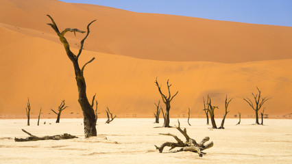Fototapeta na wymiar Trees in Deadvalei Namibia