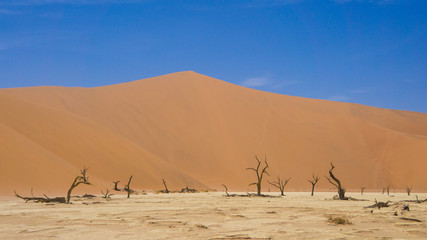 Fototapeta na wymiar Dunes and trees. Desert landscape Namibia