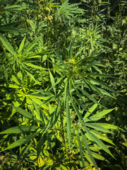 Wild hemp plant on green field. California Medical Marijuana. Legalization of marijuana for medical purposes