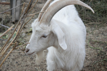 goat large pet with long horns farming for design